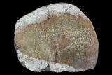 Agatized Dinosaur Bone (Gembone) Section #94916-2